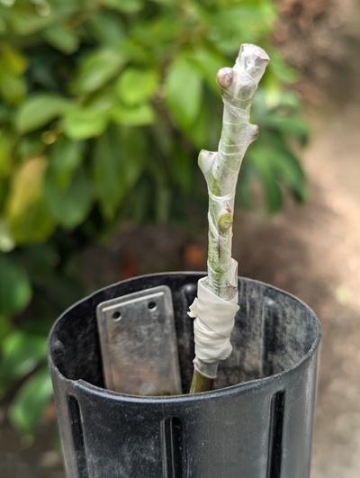 (July 24, 2024) Post-grafting photo -- Seemed like a good tight fit.