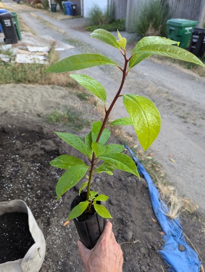 (July 27, 2024) Potted up -- Photo just before potting up into the grow bag in the background.
