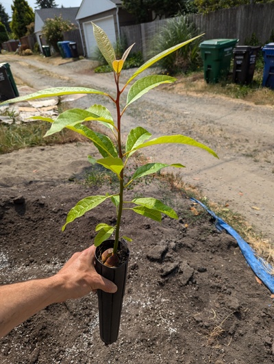 (July 27, 2024) Update -- About to pot this one up.