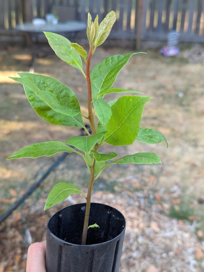 (July 28, 2024) Pre-grafting photo -- About to graft with Poncho.