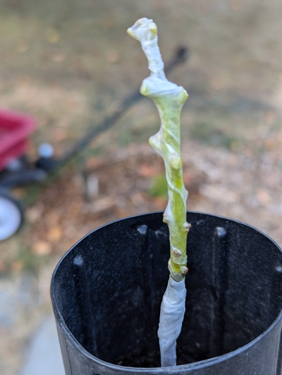 (July 28, 2024) Post-grafting photo -- The stem was weaker than I expected, so this may not turn out so great.
