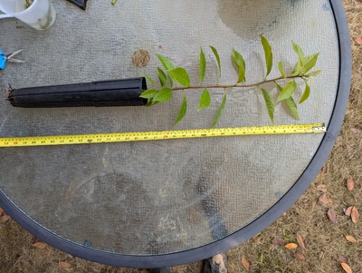 (July 28, 2024) Pre-grafting photo  -- About to graft with Joey.
