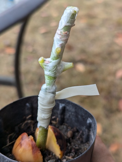 (July 28, 2024) Grafted -- Pretty good fit.