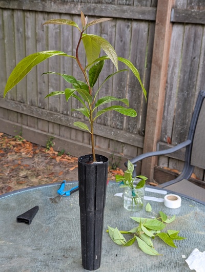 (July 28, 2024) Pre-grafting photo  -- About to graft with Joey.