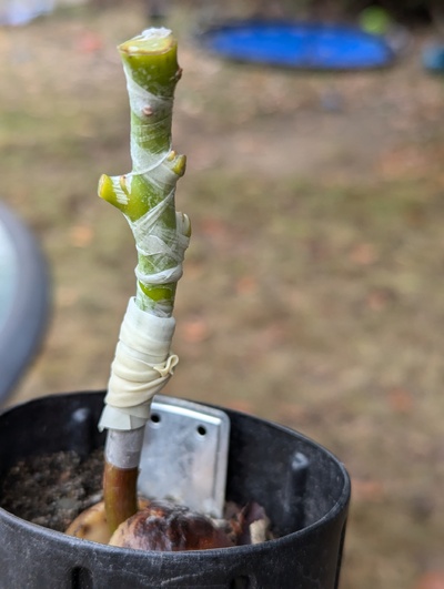 (July 28, 2024) Grafted -- No apparent problems with the graft.