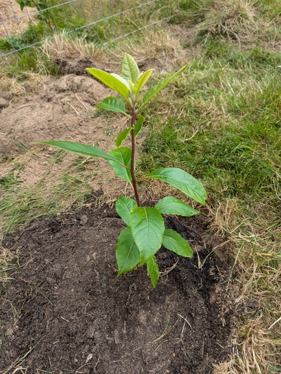 (July 28, 2024) Planted -- And distributed.