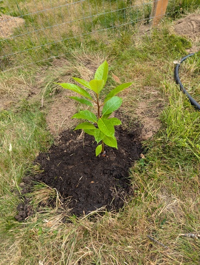 (July 28, 2024) Planted out  -- And distributed.