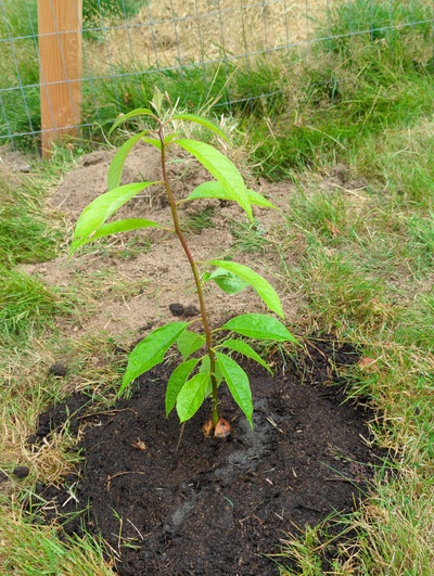 (July 28, 2024) Planted out -- And distributed.