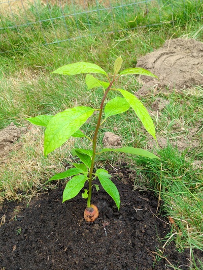 (July 28, 2024) Distributed -- And planted out.