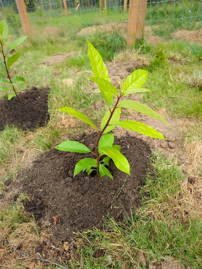 (July 28, 2024) Planted out -- And distributed.
