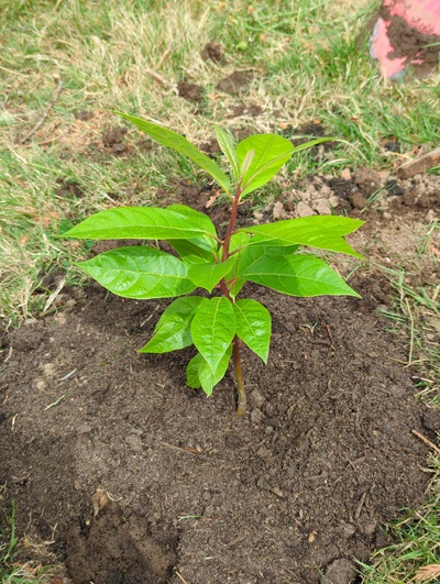 (July 28, 2024) Planted out -- And distributed.