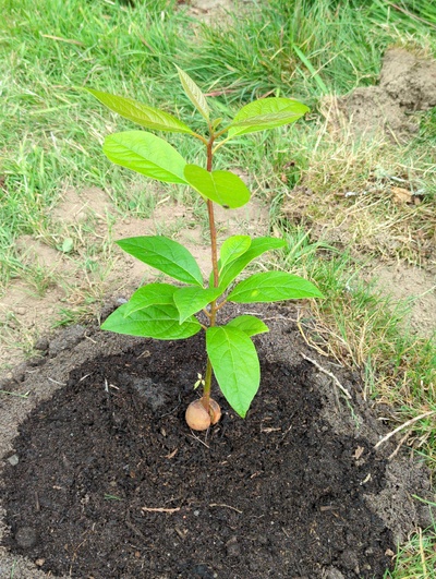 (July 28, 2024) Planted out  -- Distributed, too