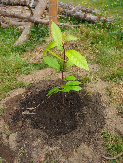 (July 28, 2024) Planted out  -- And distributed 