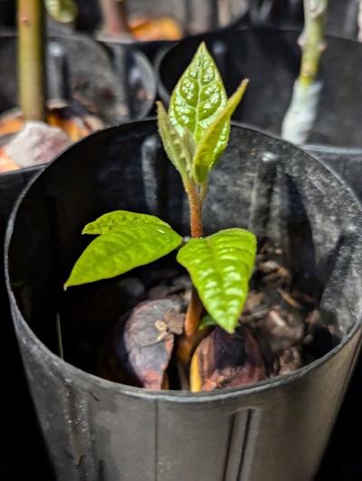 (July 29, 2024) Update -- One of the very last trees to sprout, and one of the least vigorous seedlings since then. But seems healthy enough otherwise.