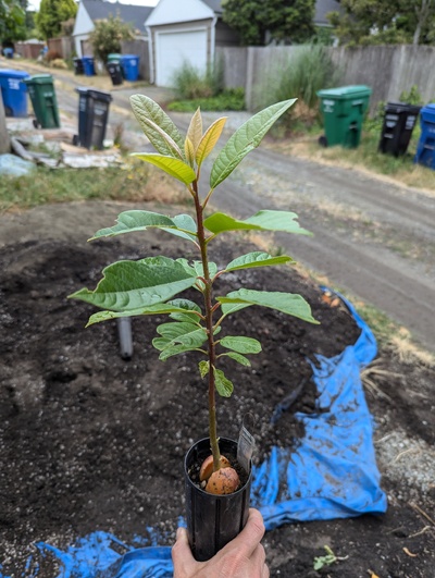 (July 29, 2024) Update -- Very healthy now. About to be potted up.
