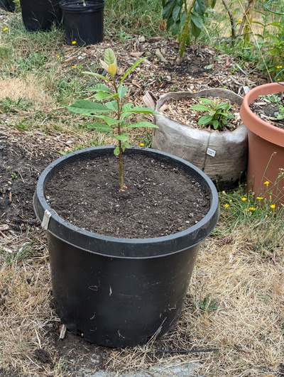 (July 29, 2024) Update -- Potted up