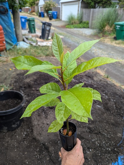 (July 29, 2024) Update -- About to pot it up.