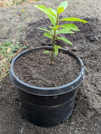 (July 29, 2024) Update -- Potted up 