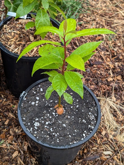 (July 30, 2024) Potted up -- Forgot to take a photo beforehand, though.