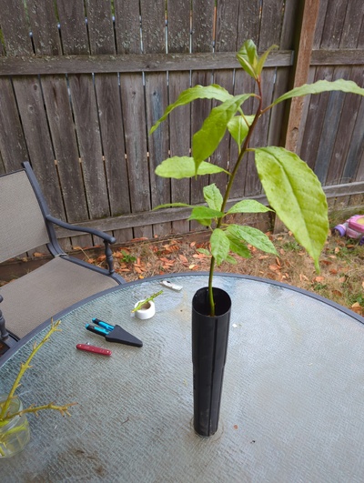 (July 30, 2024) Pre-grafting photo -- It'll also get potted up in a moment.