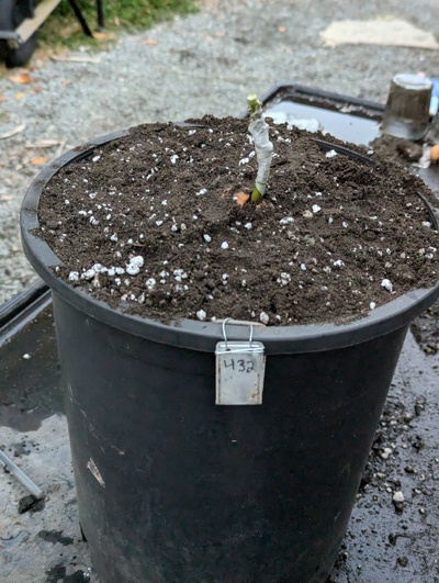 (July 30, 2024) Update -- Grafted with Stewart and potted up.