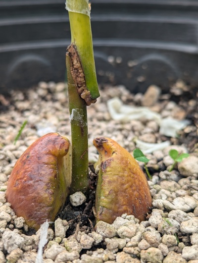 (August 15, 2024) Update -- The rubber band came off the graft this week, so I peeled back the buddy tape a bit as well. Definitely a strange looking graft, but nicely callused.