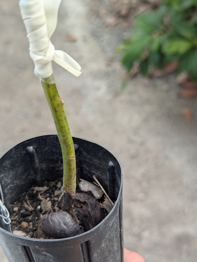 (August 25, 2024) Root rot? -- Even though the graft appears to have succeeded, there's a dead zone moving up from the soil line that looks like death by soil pathogen to me. 