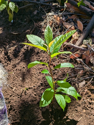 (August 29, 2024) Distributed -- And planted