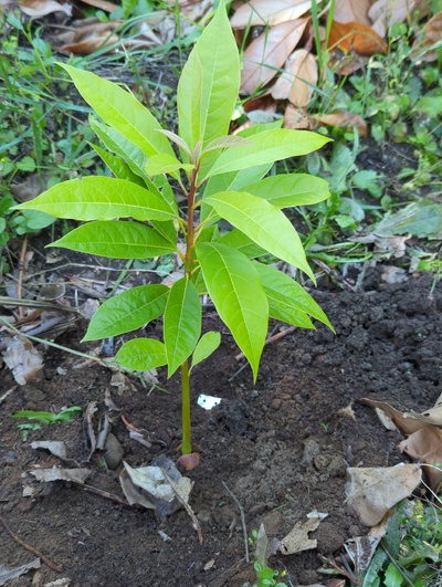 (August 29, 2024) Distributed -- And planted