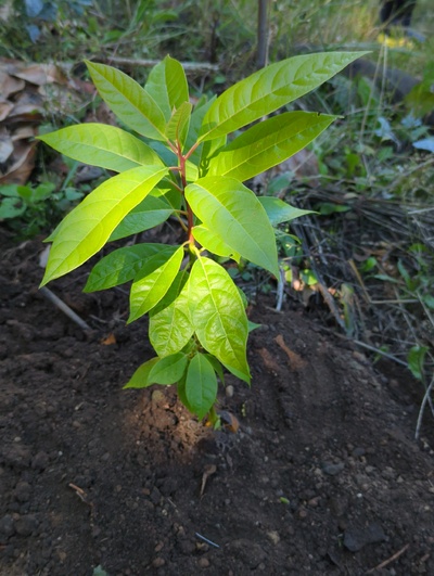(August 29, 2024) Distributed -- And planted