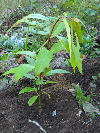 (August 29, 2024) Distributed  -- And planted. Looks a little thirsty already.