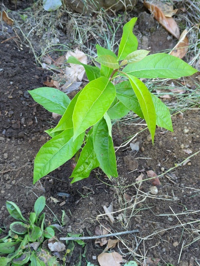 (August 29, 2024) Distributed -- And planted