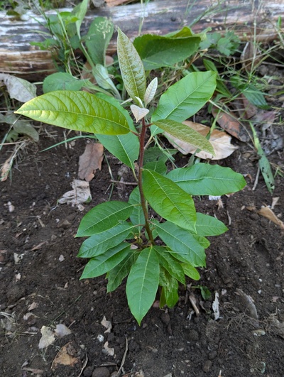 (August 29, 2024) Distributed -- And planted.