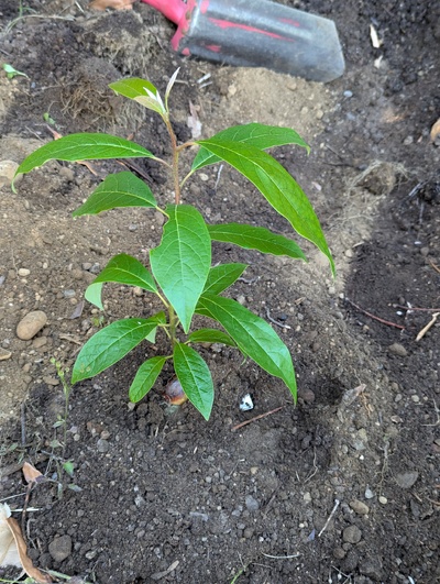 (August 29, 2024) Distributed -- And planted