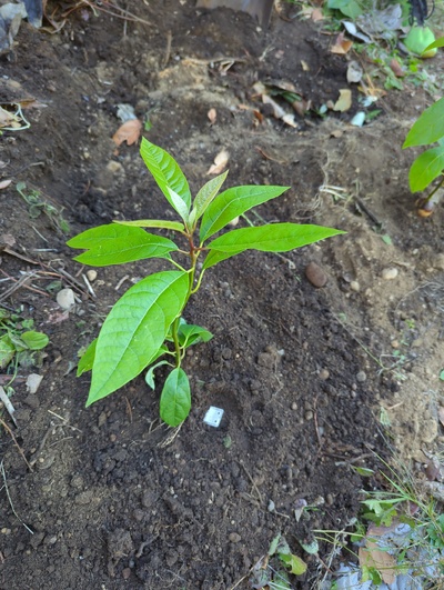 (August 29, 2024) Distributed -- And planted