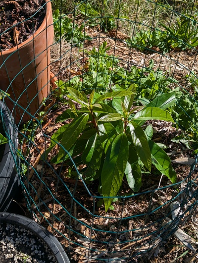 (August 30, 2024) Update -- Has grown quite well from the roots this season, already seems to have comparable biomass to last season and still has some growing left to do.