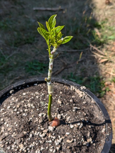 (August 31, 2024) Update -- Graft appears to have taken, it was rewarded with a potting up.