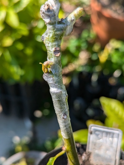 (August 31, 2024) Update -- Looks like the graft is starting to push one shoot out.