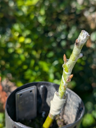 (August 31, 2024) Update -- The graft appears to be starting to bud out.