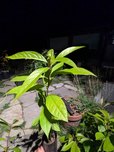 (September 1, 2024) Pre-distribution -- Getting ready to deliver this tree tomorrow.