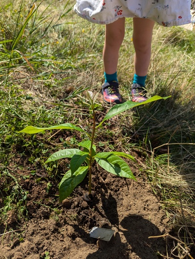 (September 1, 2024) Distributed -- And planted