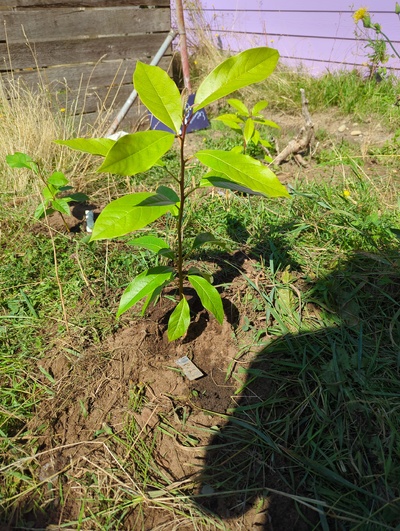 (September 1, 2024) Distributed -- And planted
