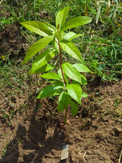(September 1, 2024) Distributed -- And planted