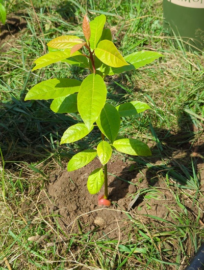 (September 1, 2024) Distributed -- And planted