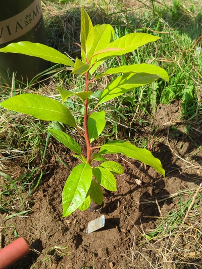 (September 1, 2024) Distributed -- And planted