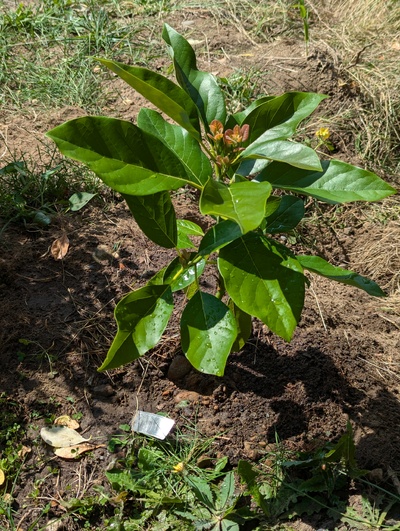(September 1, 2024) Distributed -- And planted 