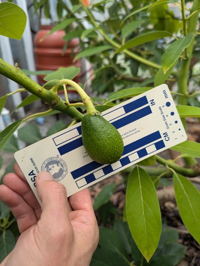 (September 2, 2024) Update -- Fruit continuing to develop.