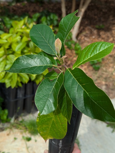 (September 2, 2024) Update -- Looks almost ready to be potted up.