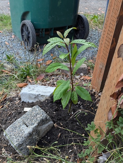 (September 6, 2024) Update -- Planted out next to the alleyway.