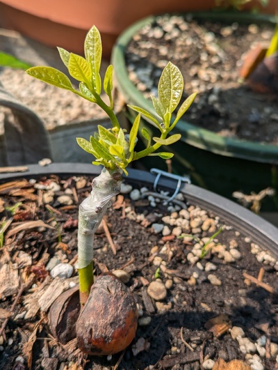 (September 6, 2024) Update -- Graft appears to have taken.